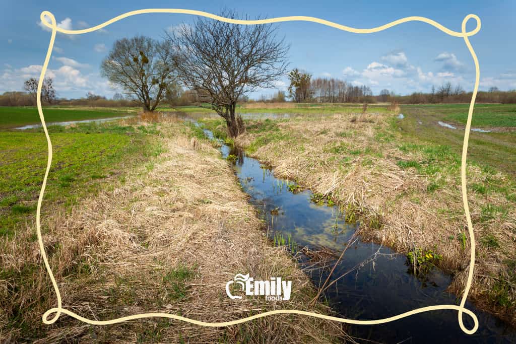 Historia del membrillo en la huerta murciana: origen y legado artesanal 4 Acequia tradicional entre campos, elemento característico del paisaje agrícola de la huerta murciana